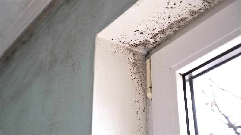 Mold growth in the corner of a doorway and ceiling